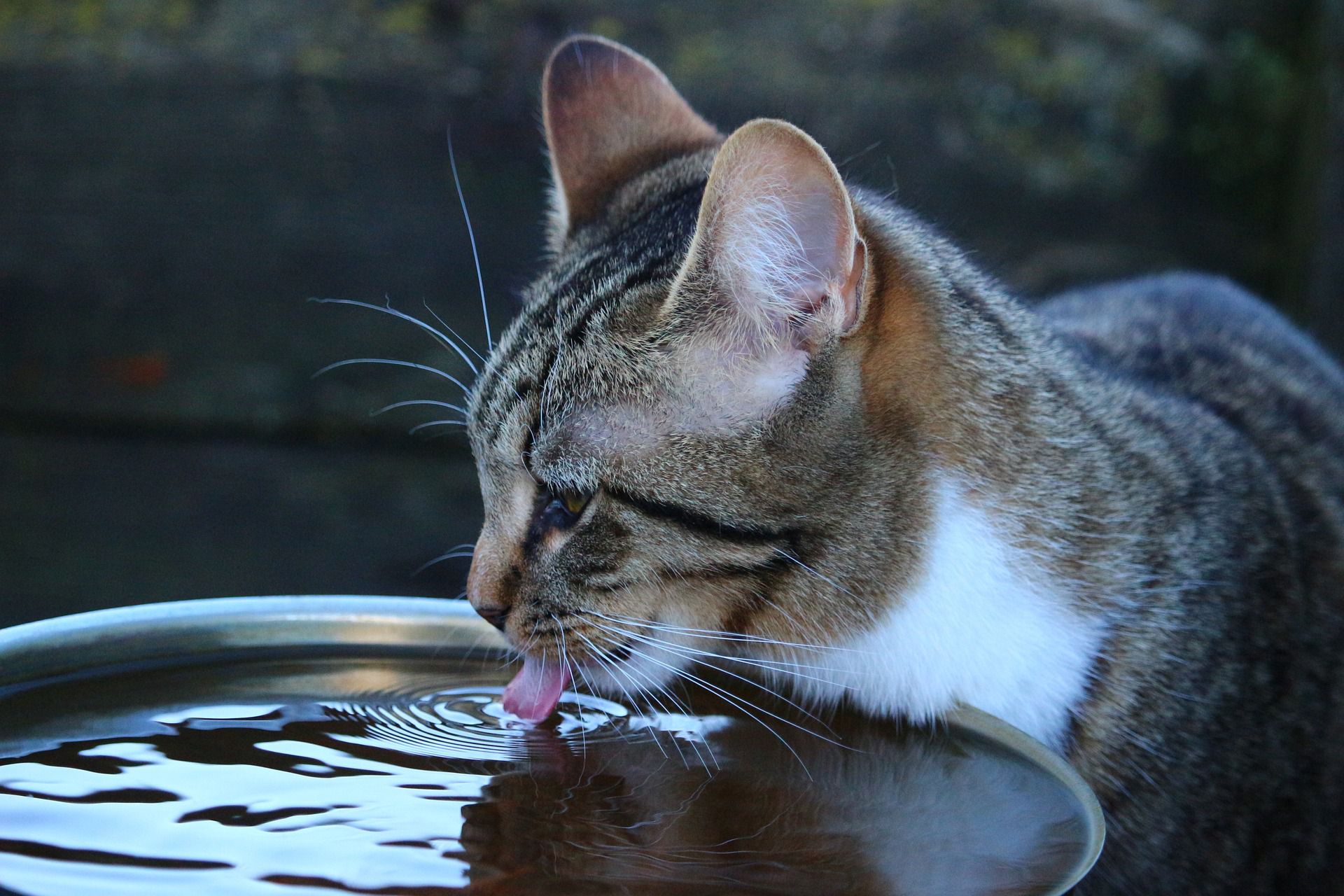 Conseils pour inciter le chat à boire de l'eau Protection Animaux