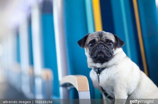 Comment Transporter Un Chien Dans Le Train