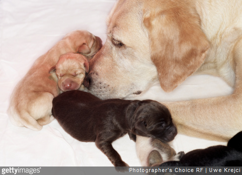 Gestation chat et chien : quels sont les conseils à suivre ?