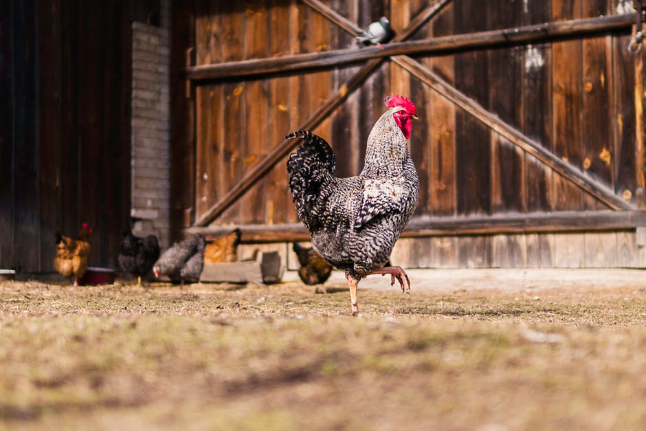Conseils Pour Un Poulailler Accueillant Protection Animaux