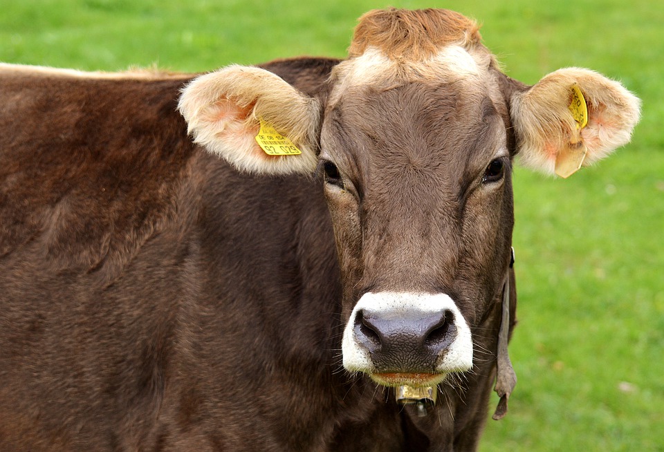 Comment Bien Elever Une Vache Laitiere Protection Animaux