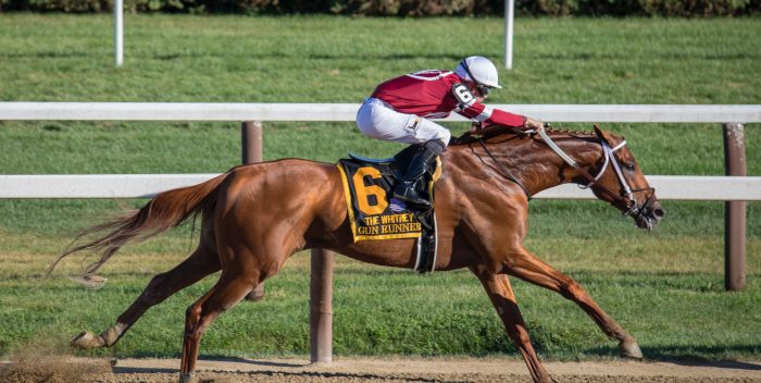 Cheval et son cavalier en pleine compétition sportive