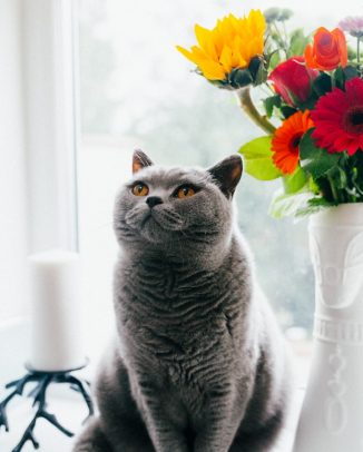 Chat Chien Les Plantes A Choisir Et A Eviter Protection Animaux