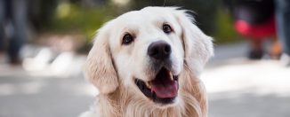 adult-golden-retriever-close-up-photography