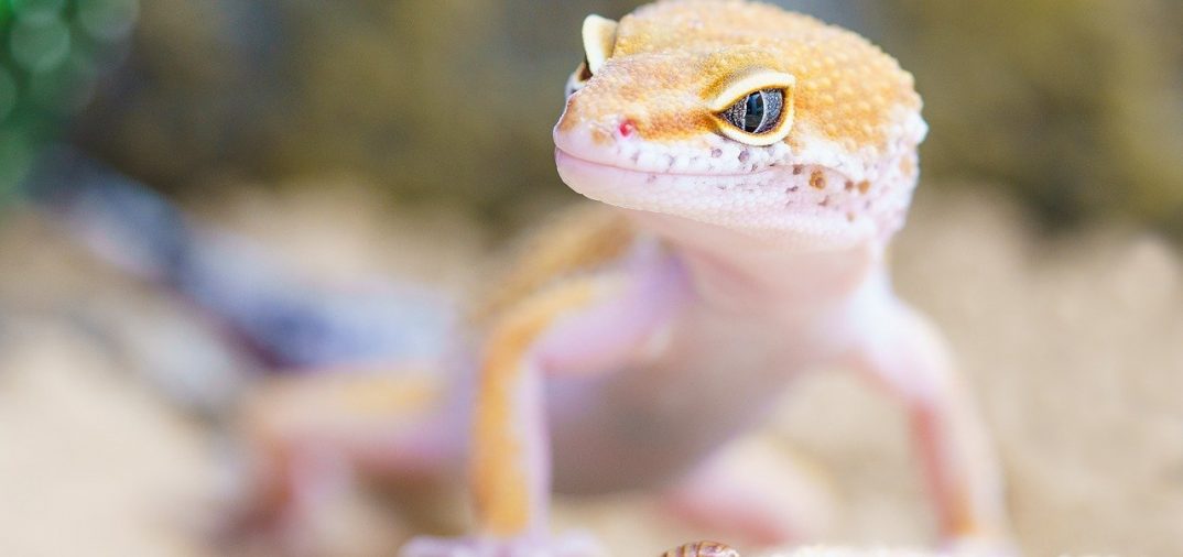 ver de farine devant un Gecko