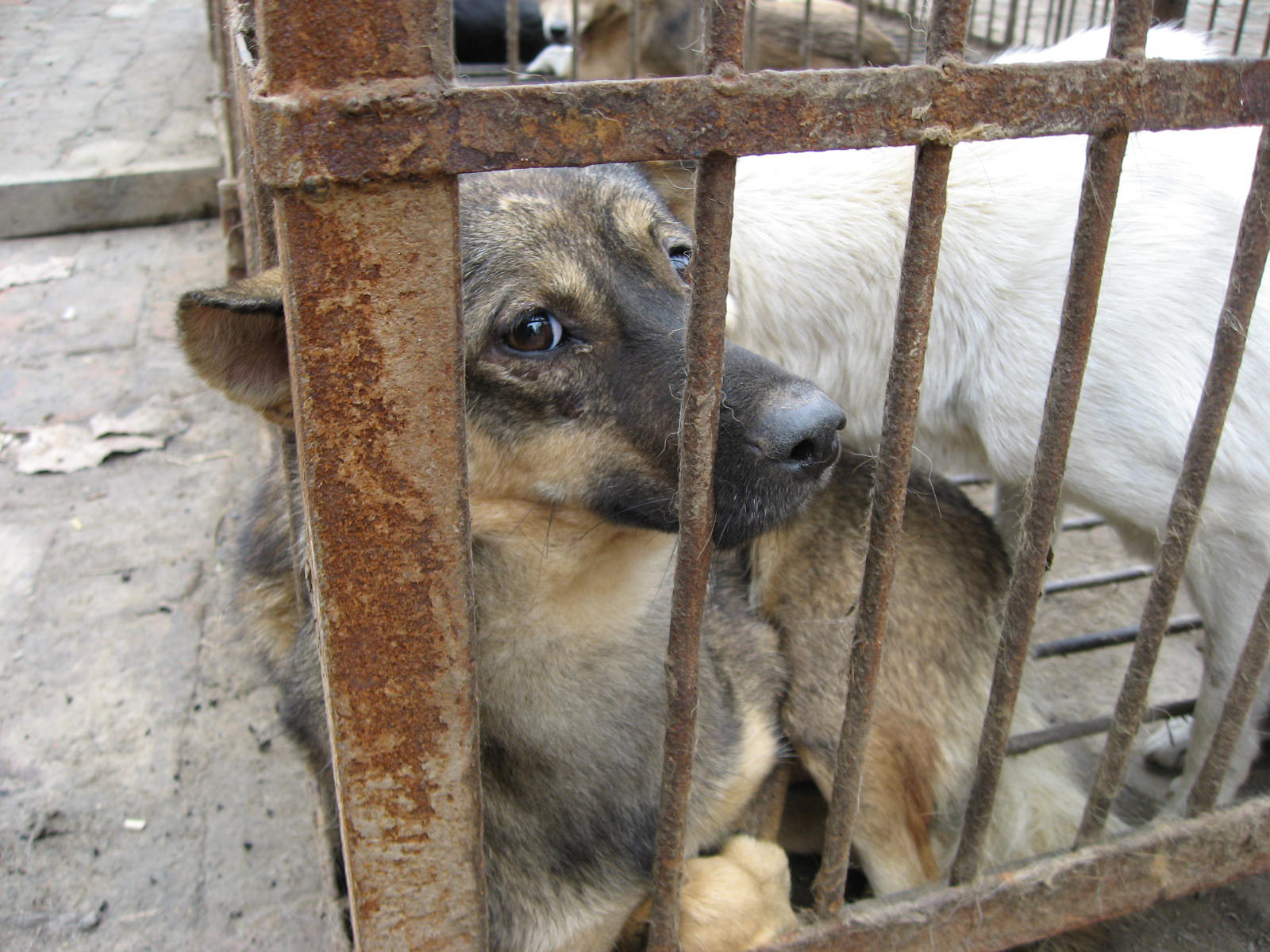 Témoin d’une maltraitance animale, réagissez !