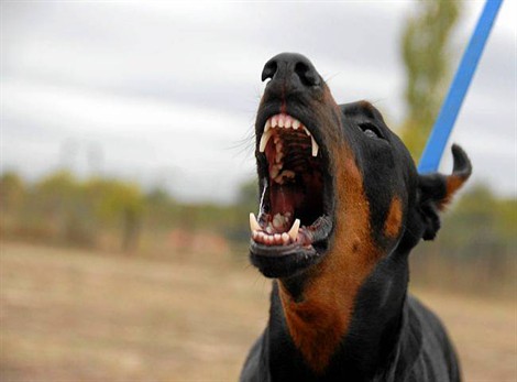 Assurez votre chien dangereux !