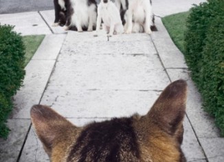 garde-chien-chat