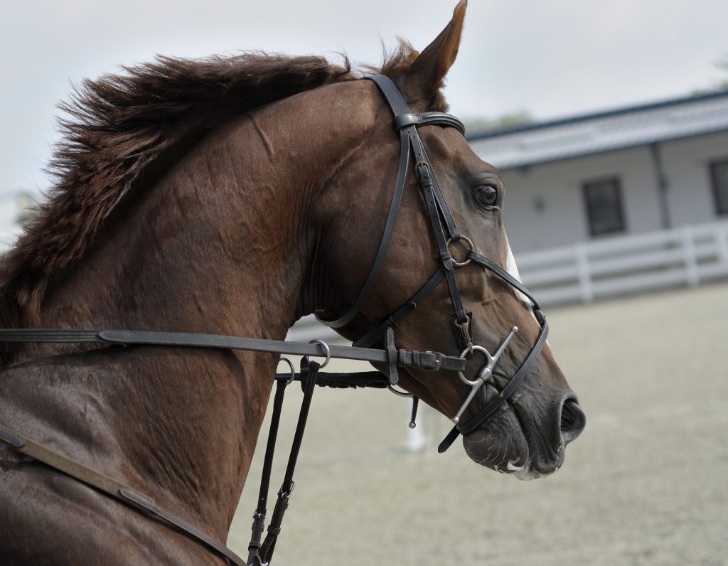 Tête cheval sport en train de galoper