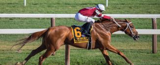 Cheval et son cavalier en pleine compétition sportive