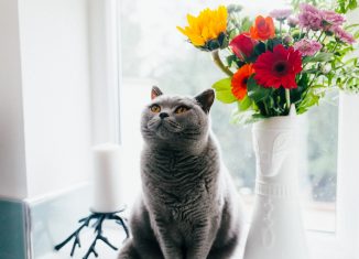 Chat assis à côté d'un pot de fleurs