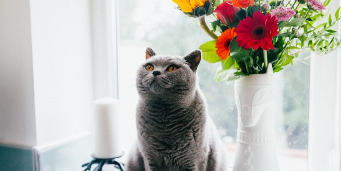 Chat assis à côté d'un pot de fleurs