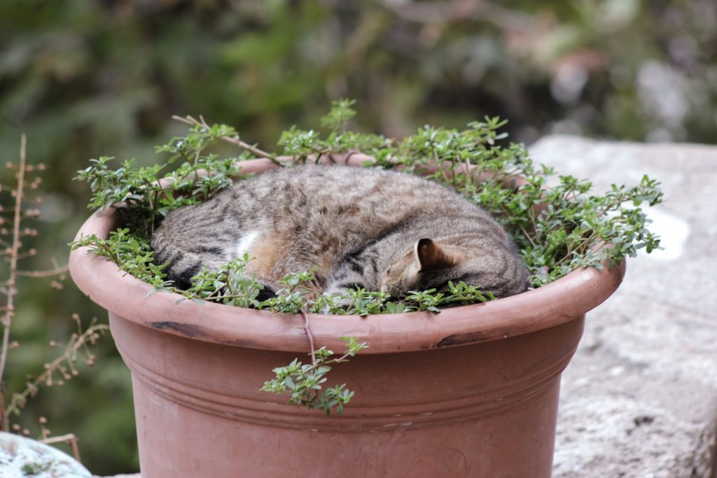 Chat qui dort dans le pot d'une plante