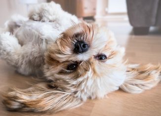 petit chien couché sur le dos