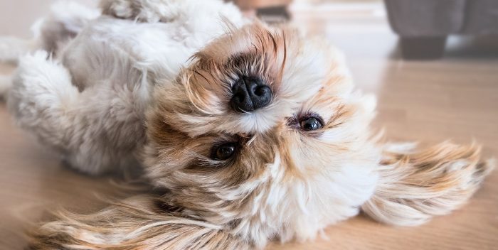 petit chien couché sur le dos