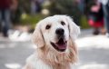 adult-golden-retriever-close-up-photography