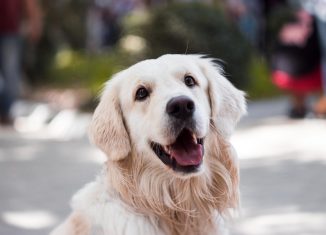 adult-golden-retriever-close-up-photography