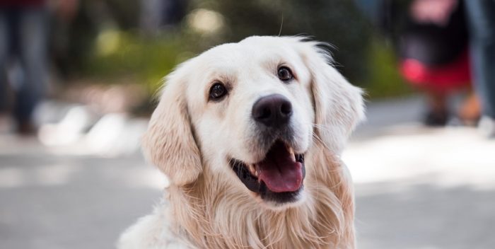 adult-golden-retriever-close-up-photography