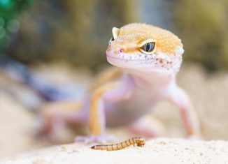 ver de farine devant un Gecko