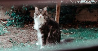 Chat à l'extérieur dans son enclos