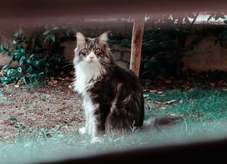 Chat à l'extérieur dans son enclos