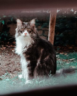 Chat à l'extérieur dans son enclos