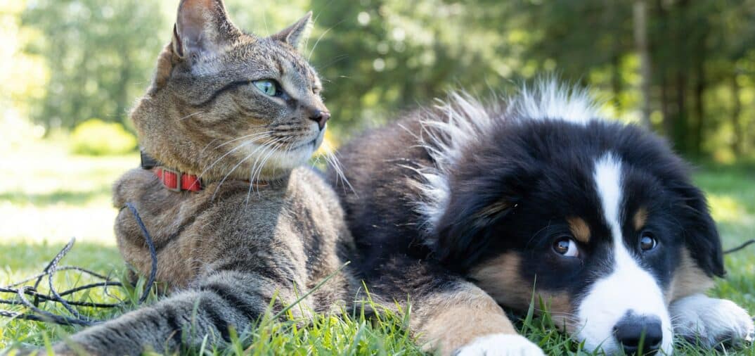 assurances animaux