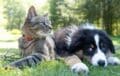 assurances animaux