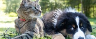 assurances animaux
