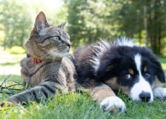 assurances animaux