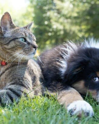 assurances animaux